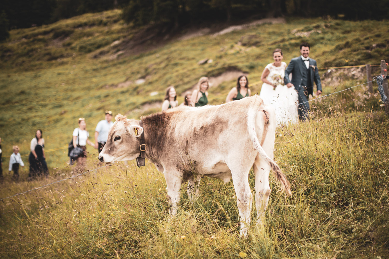 Kuh auf einer Alpwiese in Lenzerheide mit Hochzeitsgesellschaft im Hintergrund, aufgenommen während einer Hochzeit von Hochzeitsfotograf Adrian Flütsch.